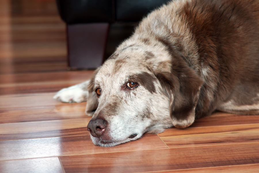 Sad face old spotted dog resting inside ** Note: Visible grain at 100%, best at smaller sizes